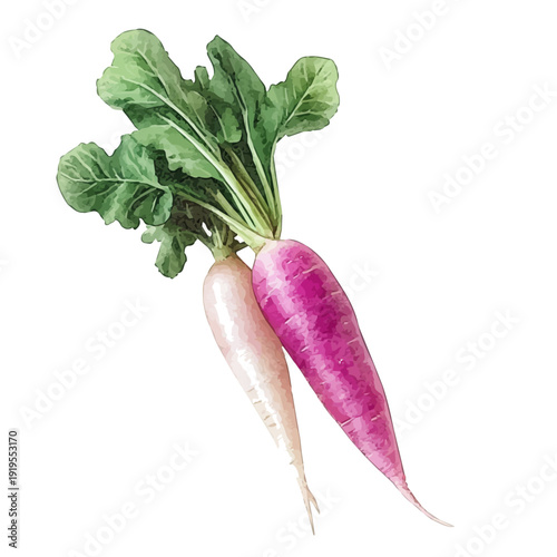 Radish High Quality, watercolor illustration featuring soft shadows and luminous, isolated on a white background.