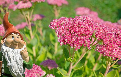 Blühende große Fetthenne, Hylotelephium telephium