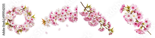 Wallpaper Mural Japanese Cherry Blossom PNG Set, Pink Sakura Branches and Flower Wreath Isolated on White Background, Spring Floral and Aesthetic Design Clipart Torontodigital.ca