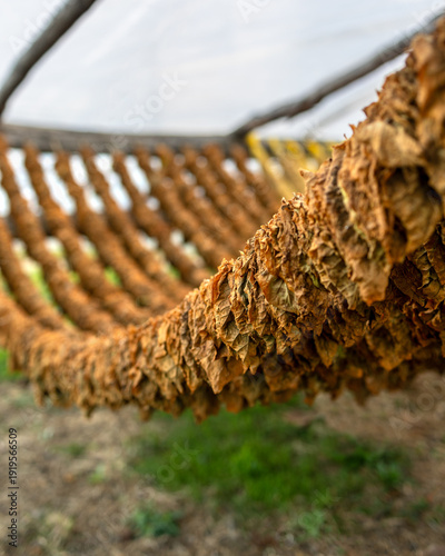 Harvest of Basmas or Basma tobacco fields, fresh green and dry leaf aromatic type cultivated in Xanthi, Rodopi, Evros, premium cigarettes and pipe products, Cuba and Havana cigar plantations, cancer