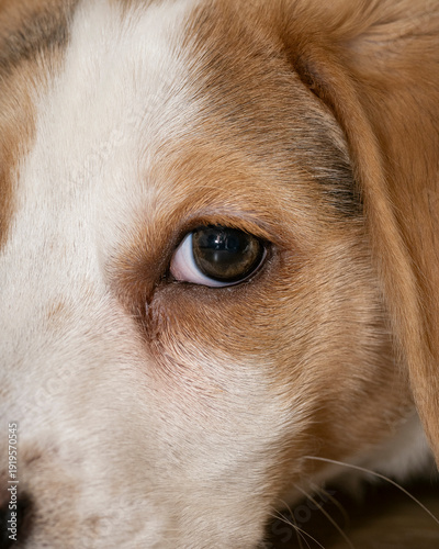 cute dog with a black background
