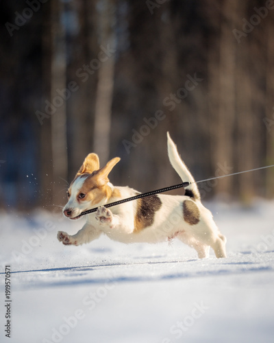 cute little dog in the snow