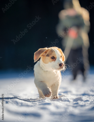 child walking in winter park with dog