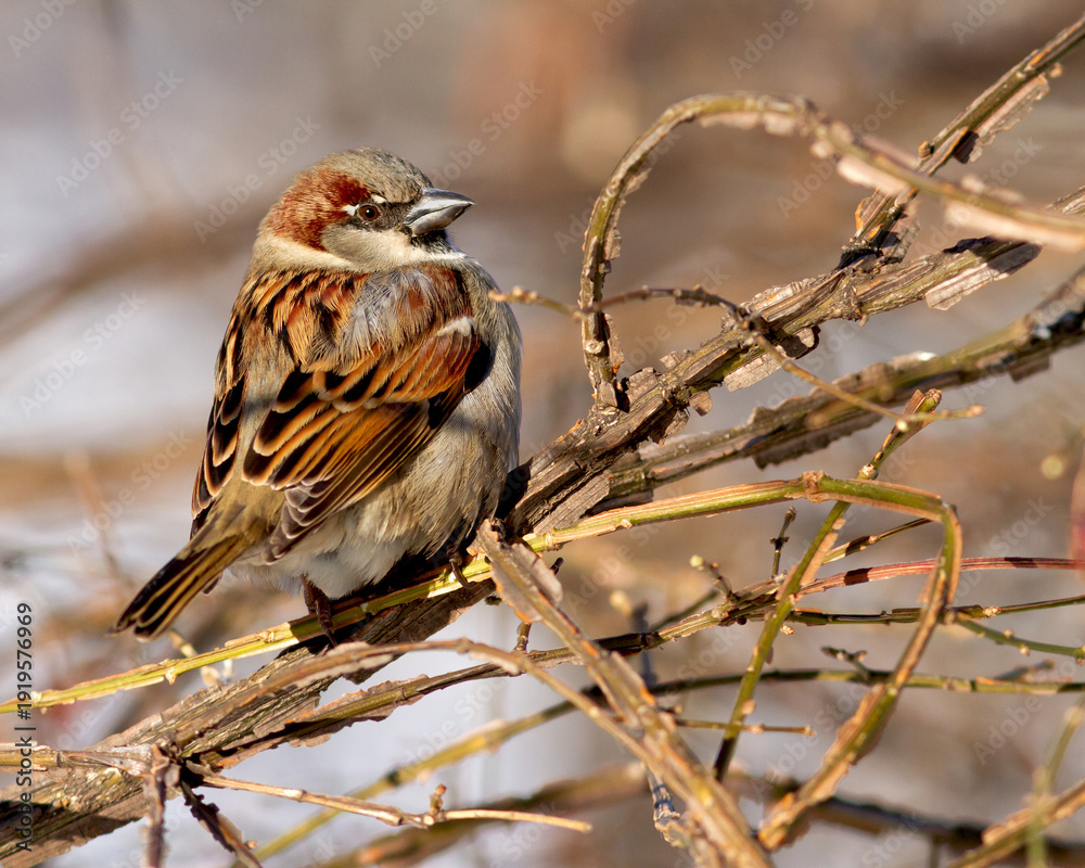 Φωτογραφία The house sparrow is one the most widespread and abundant songbirds in the world