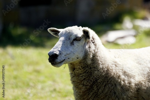 Single sheep in the field closeup