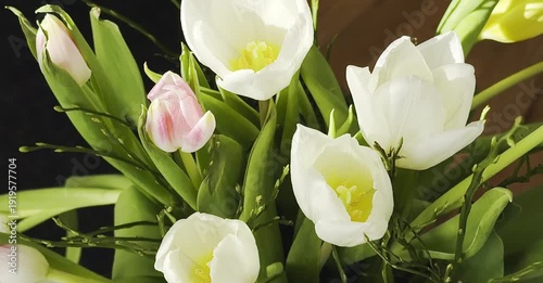 White and pink tulips arranged in a vibrant bouquet, showcasing the gradual opening of petals and the lush green foliage in a bright indoor setting