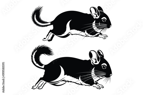 Two black and white chinchillas illustration