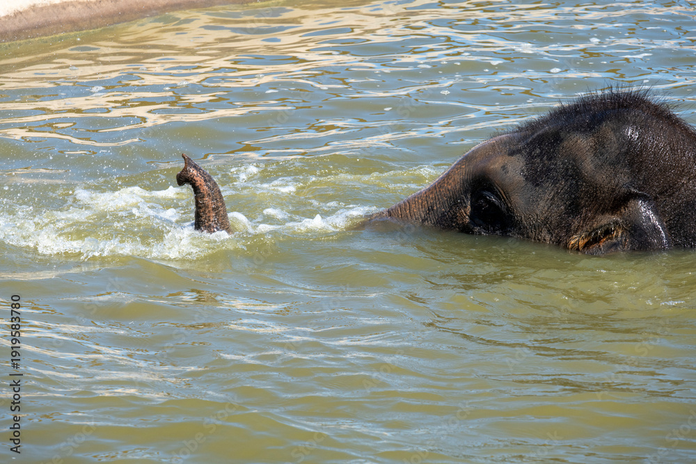 Fototapeta premium Asian Elephant (Elephas maximus)