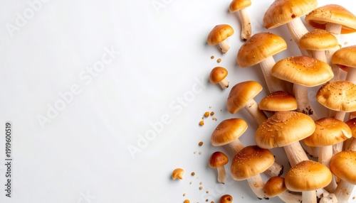 Group of fresh natural nameko mushrooms harvesting
