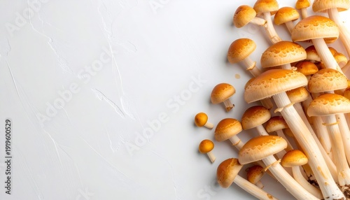 Fresh organic honey mushrooms growing on white background