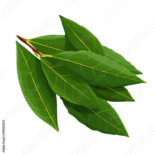 Simple flat 2D vector graphic of a Bay Leaf Bay Laurel in modern icon style, isolated on a white canvas