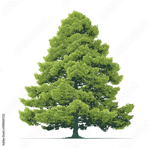 Chinese Fir Tree, rendered in a minimalist 2D flat vector icon style against a pure white backdrop