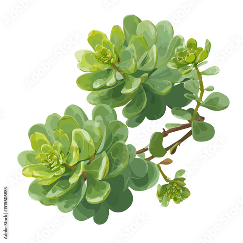 Simple flat 2D vector graphic of a Sedum in modern icon style, isolated on a white canvas