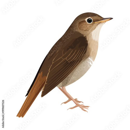 Minimalist 2D vector icon representation of a Nightingale, displayed on a pure white background