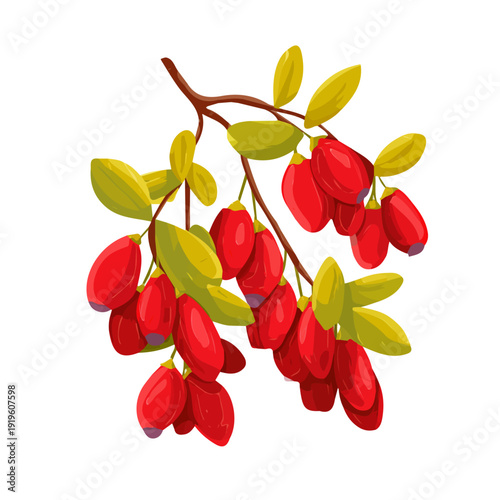 Barberry, rendered in a minimalist 2D flat vector icon style against a pure white backdrop