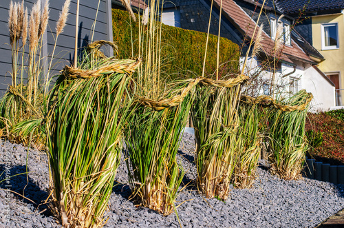 Wallpaper Mural Ornamental grasses are tied up for winter protection in a garden bed with gravel Torontodigital.ca
