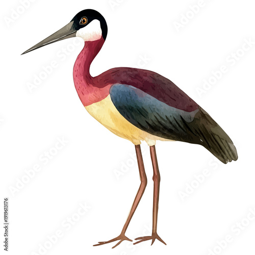 Jacana, beautiful watercolor illustration with vivid colors and detailed vector style, isolated on a white background.