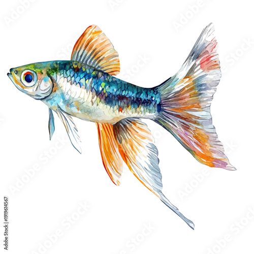 watercolor of Guppy Fish graphic, isolated on a white background.