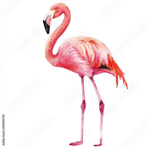 Flamingo, vibrant watercolor vector illustration with flowing and detailed brush strokes, isolated on a white background.