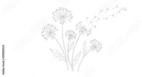 Delicate Dandelion Seed Heads Blowing in the Wind.