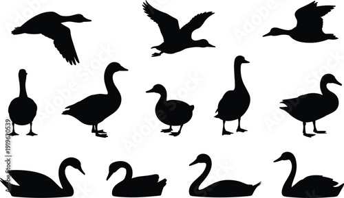Duck and swan silhouettes set with flying and standing waterfowl birds, black wildlife vector collection isolated on white background