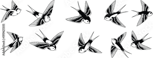Flying swallow bird illustrations set in various wing positions, detailed black and white vector collection isolated on white background