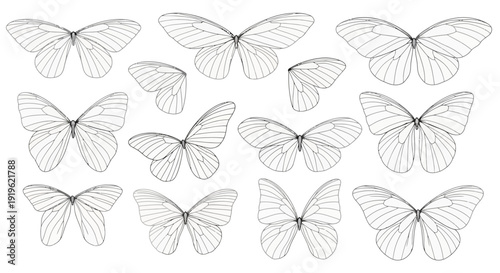 butterfly sketches, white background, insect wings, art illustration