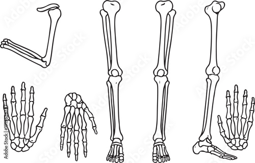 Human Skeleton Arm and Leg Bones 