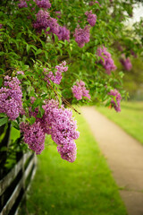 Lilac flowers in the garden