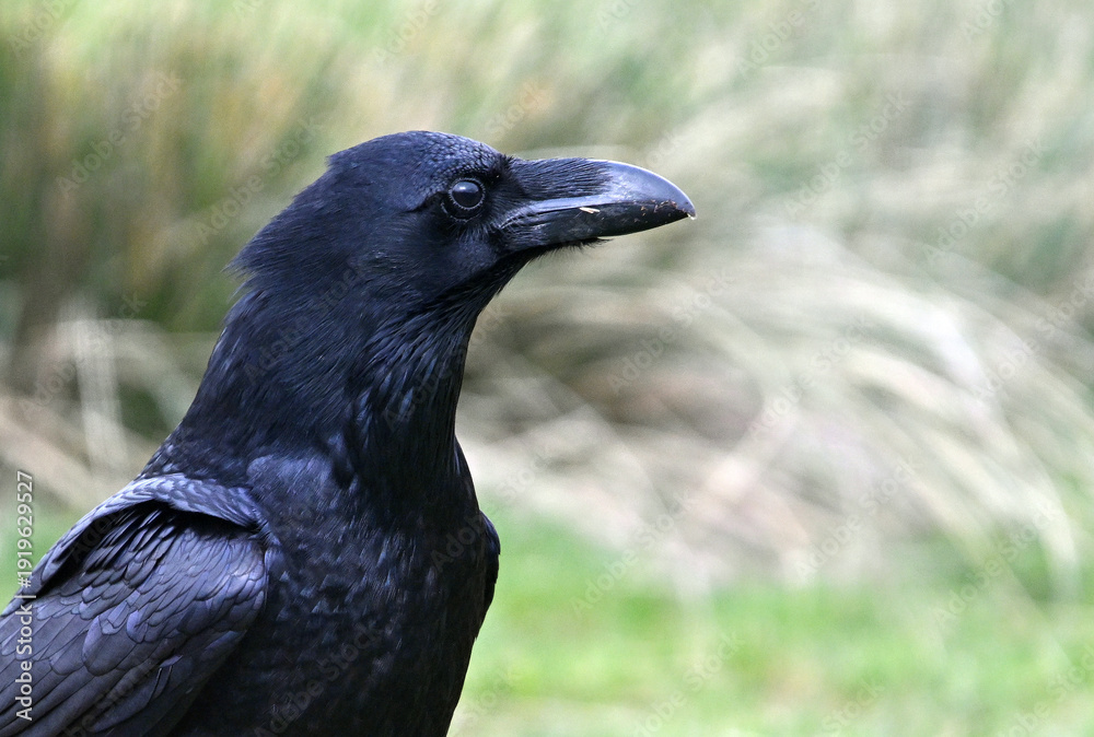 Fototapeta premium a beautiful black raven in the mountains