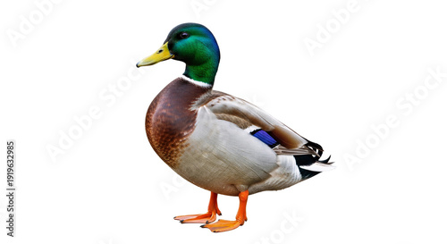 Quadro em tela mallard duck isolated on white background