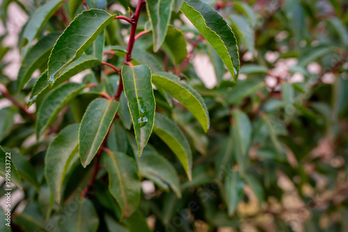 Lemon Eucalyptus Close-Up with Waterdrop: Serene Greenery and Refreshing Moisture for Natural Beauty, Aromatherapy, and Wellness Product Backgrounds and Botanical Illustrations, Peaceful Nature