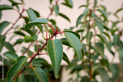 Close-up of Lemon Eucalyptus Foliage: A Study in Green Tones, Textured Leaves, and Branching Patterns for Botanical Illustrations, Natural Backgrounds, and Horticultural Projects, Outdoors