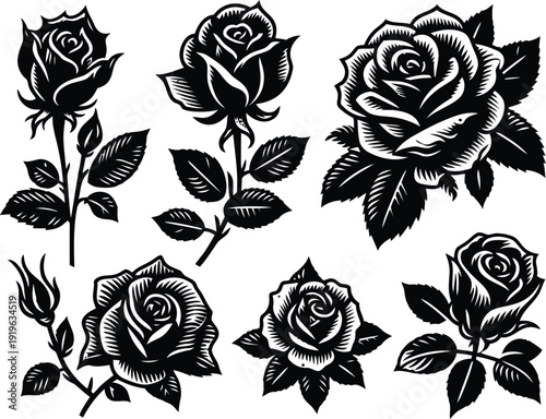 Detailed black and white botanical rose drawings