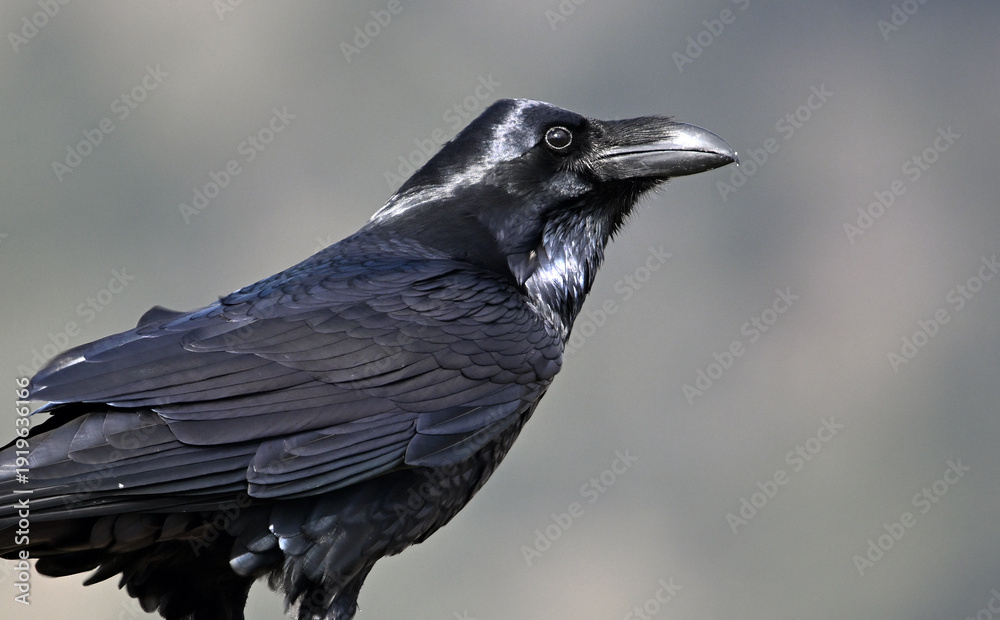 Fototapeta premium a huge black crow perched on a rock