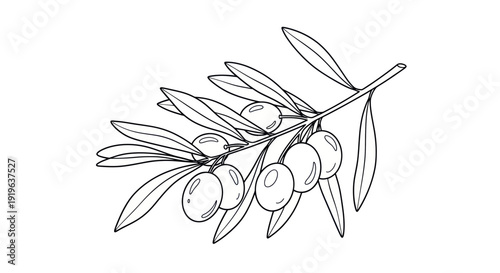 Hand-drawn Olive Branch with Olives and Leaves, Vector Illustration
