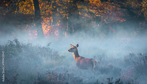 deer in the forest