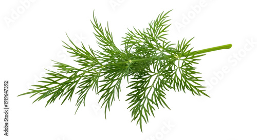 green dill isolated on white background