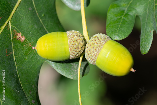 Wallpaper Mural Close up of acorns on an English oak (quercus robur) tree Torontodigital.ca