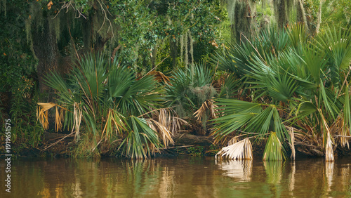 Green saw palmetto Serenoa repens plants growing on a river bank in Louisiana swamp USA.