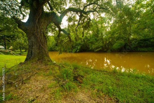 Foto Scenic landscape of large live oak tree with spanish moss hanging over muddy bayou river water in Louisiana, USA