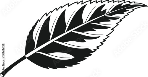 Detailed illustration of a leaf with serrated edges on white background