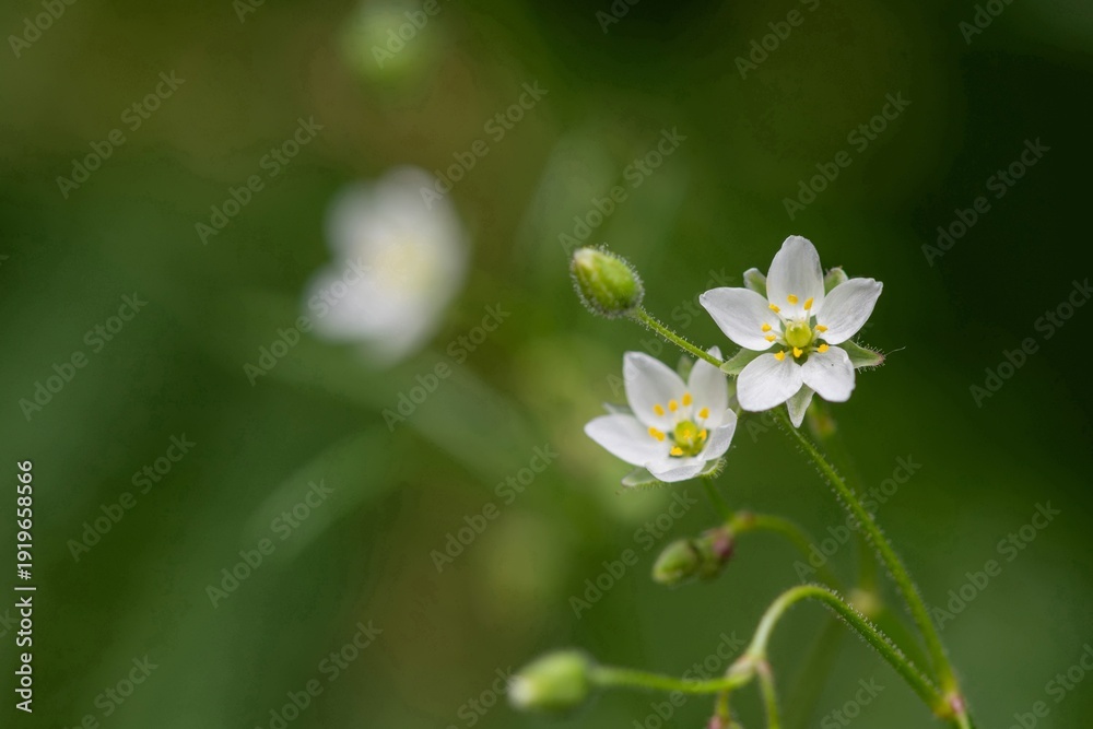 Obraz premium Close up of corn spurry (spergula arvensis) flowers in bloom