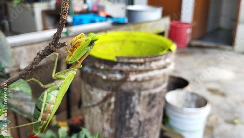 The praying mantis waits for prey on a tree branch