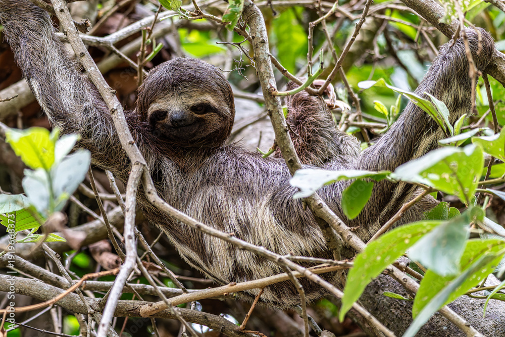 Fototapeta premium Brown-throated sloth, Bradypus variegatus at the sloth path on the Jari Canal at Alter do Chao, Santarem, Para, Brazil