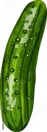 Green Pickling Cucumber Top View Illustration with Bumpy Skin and Spiny Texture