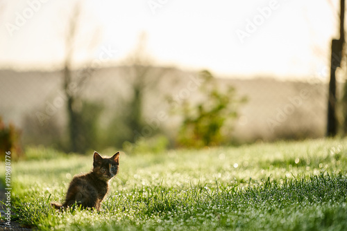 A cute baby cat kitten, playing and explorind the garden