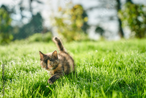A cute baby cat kitten, playing and explorind the garden