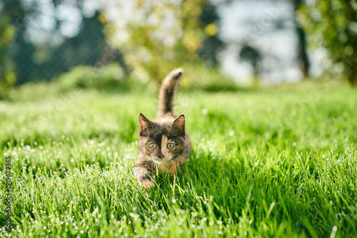 A cute baby cat kitten, playing and explorind the garden
