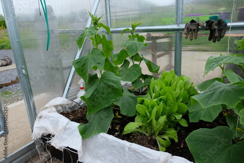 A green house with cucumbers growing